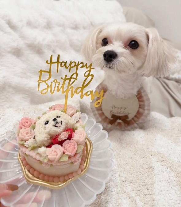 ラテちゃんは2回目のバースデーのオーダーケーキ