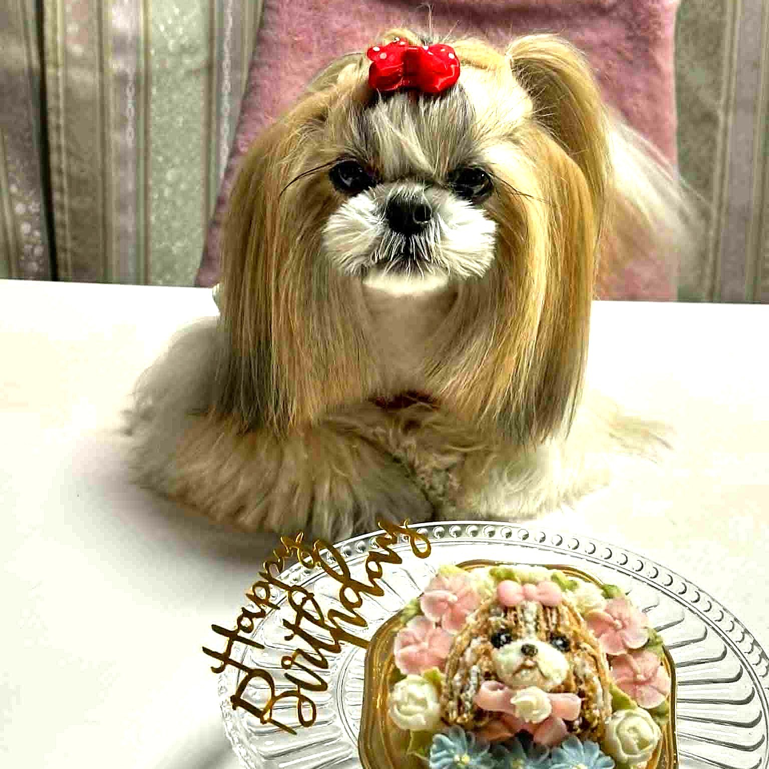 シーズのルウちゃんのオーダーケーキ