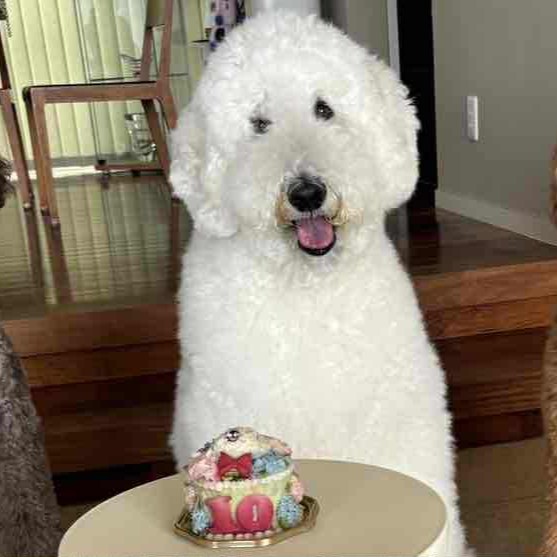 Wilsonくん10歳のお誕生日のオーダーケーキ