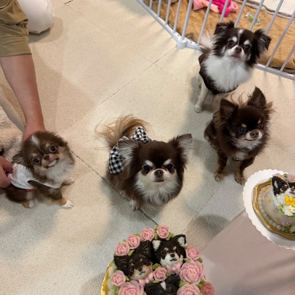 マロンちゃん、くるみちゃん、マリンちゃん、コロンくん、こてつくんのオーダーケーキ