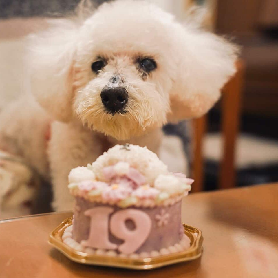 ほのちゃんは19歳のハーピーバースデーのオーダーケーキ