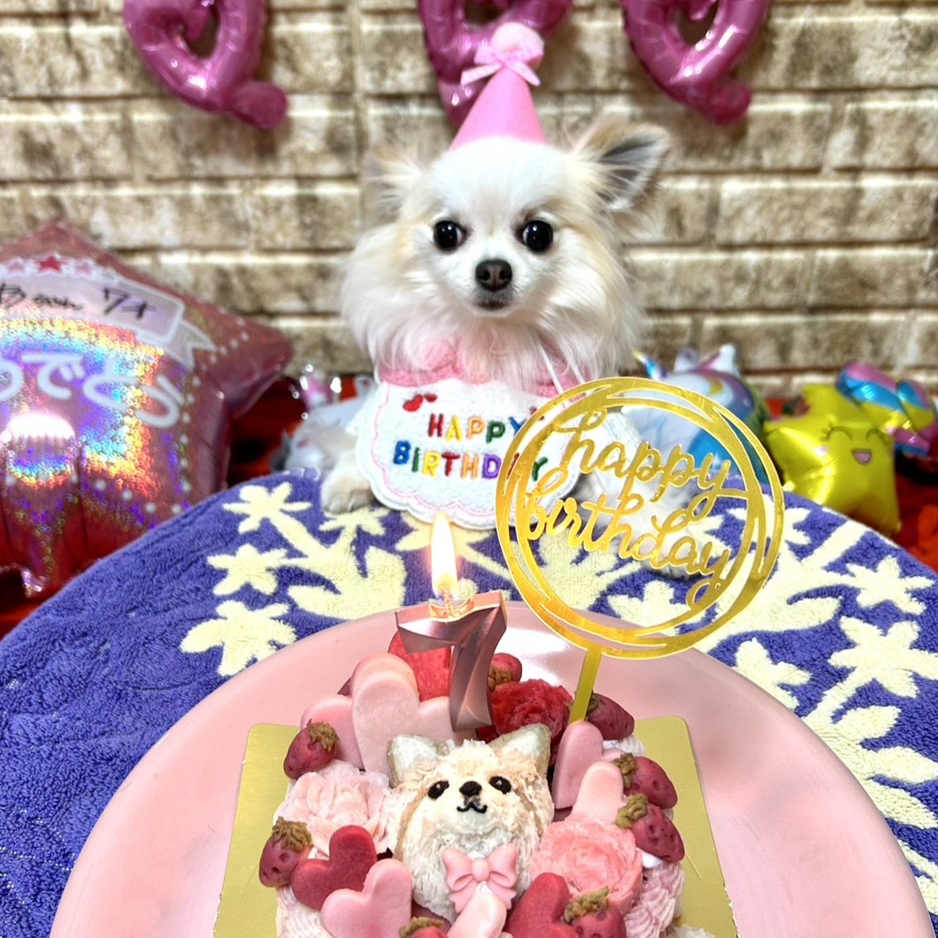 7歳になったチワワののあちゃん。のオーダーケーキ