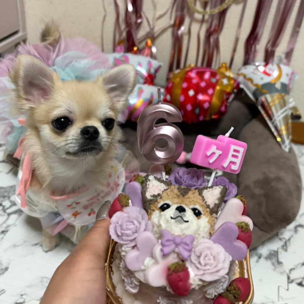 こるねちゃんのハーフバースデーのオーダーケーキ