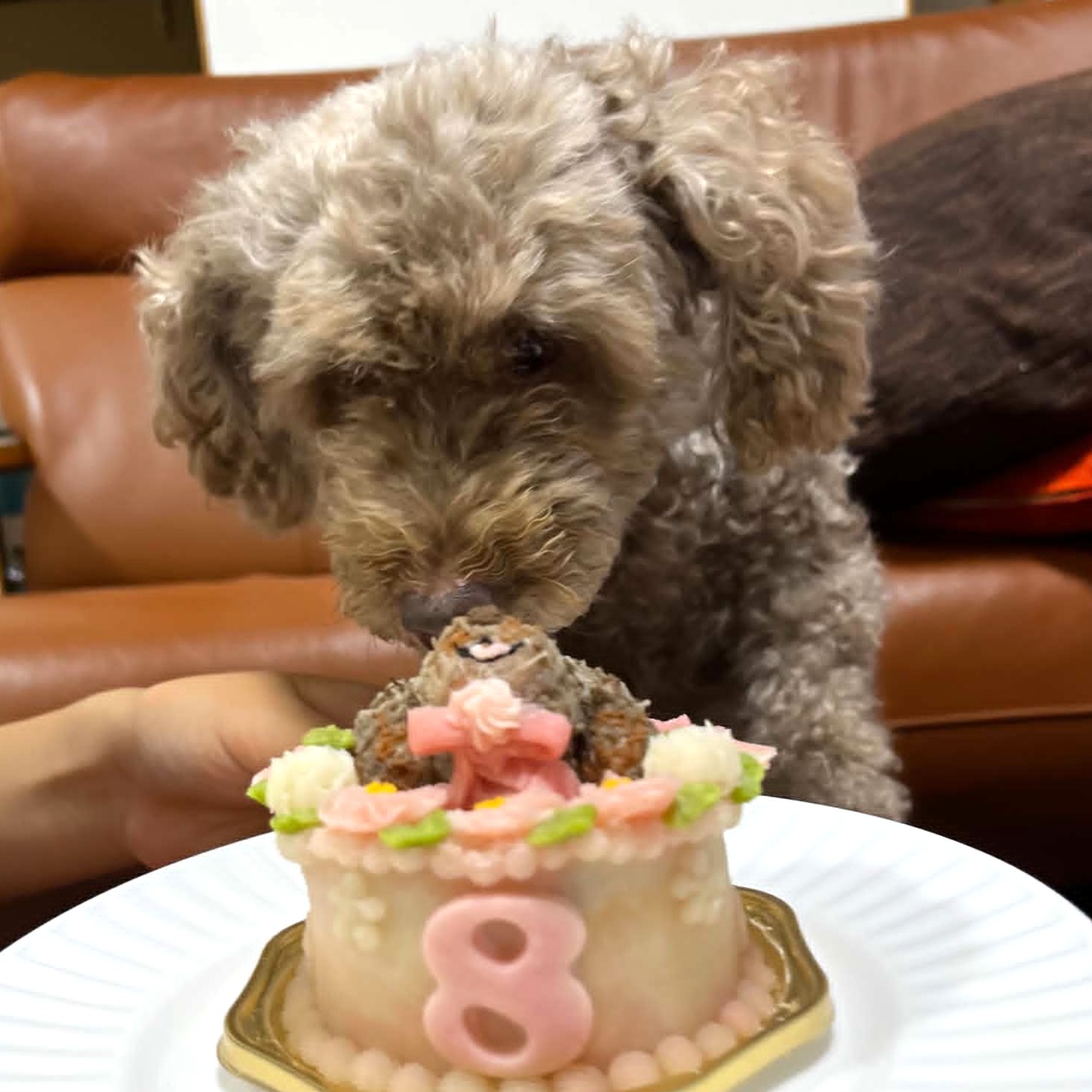 よもぎちゃん、8歳おめでとうございますのオーダーケーキ