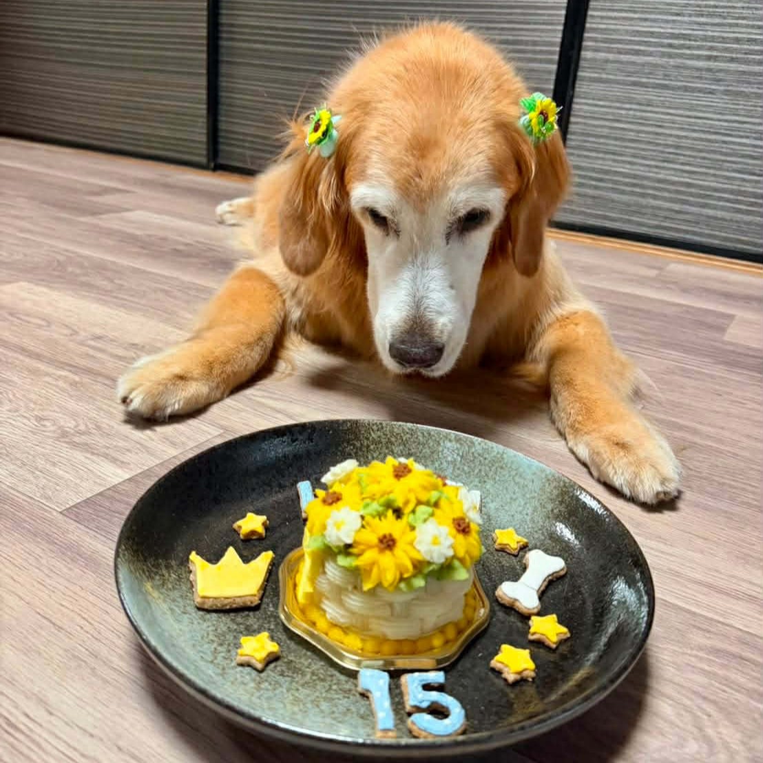LULUちゃん、15回目のお誕生日を迎えました！のオーダーケーキ